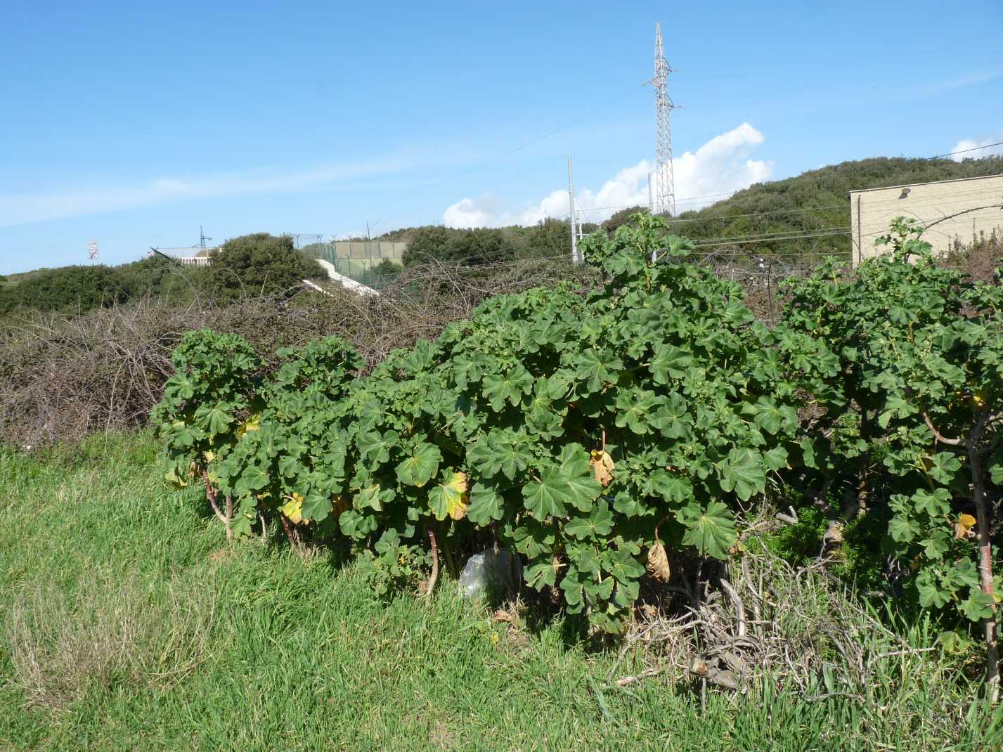 Malva veneta / Malvone maggiore